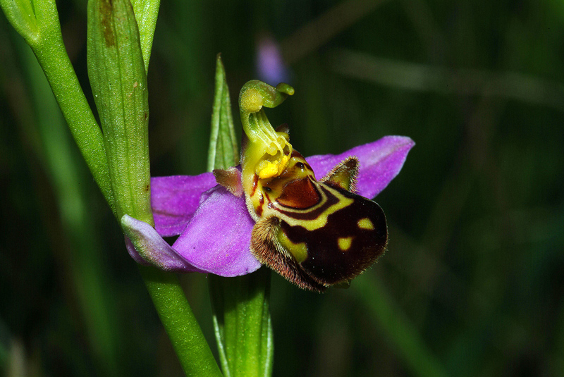 Conferma Ophrys apifera Hudson 14-05-10